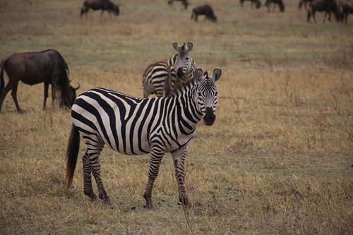8 Days Tanzania Safari Packages
