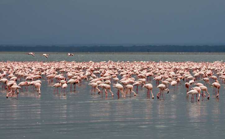 2 Days Arusha N.P & Lake Manyara National Park Tanzania Safari