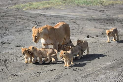 9 Days Kenya Safari Packages