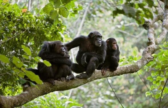 Chimpanzee Trekking in Gombe, Tanzania
