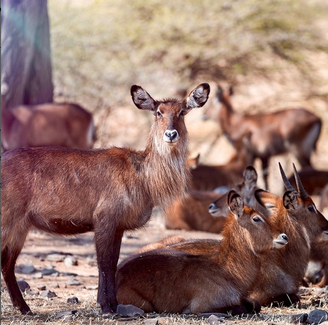 Arusha National Park Wildlife Safari