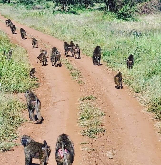Gombe Stream National Park Wildlife Safari