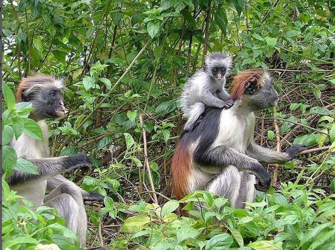 1-Day Jozani Forest and Spice Farm