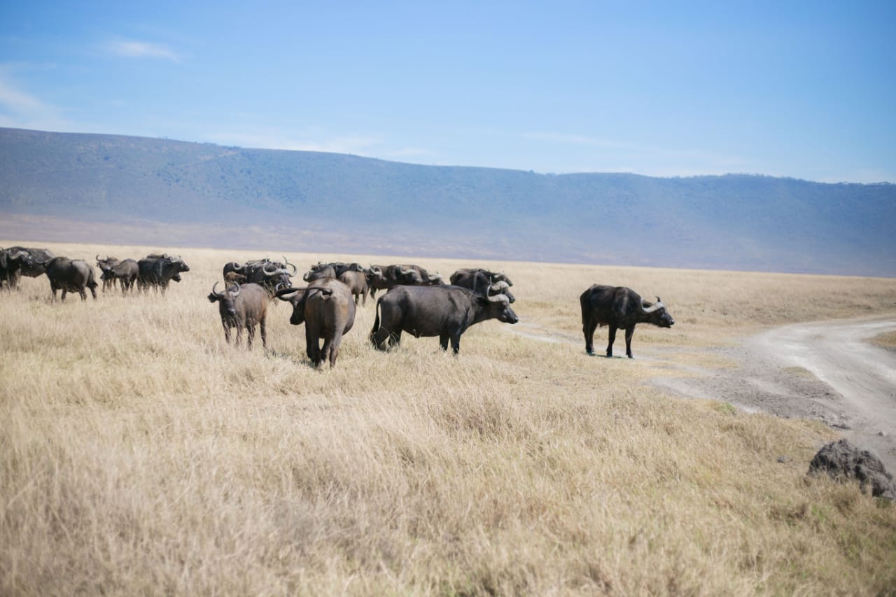 Katavi National Park Wildlife Safari