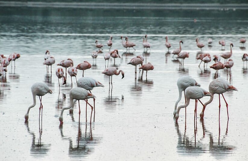 1-Day Lake Manyara & Ngorongoro Combo Safari