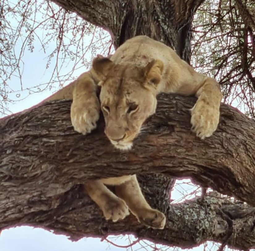 1-Day Lake Manyara Wildlife Safari