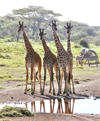 Selous Game Reserve Wildelife Safari