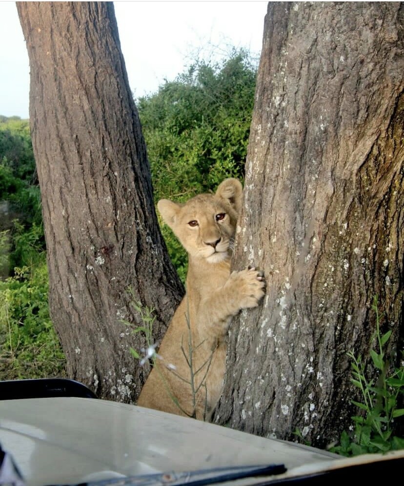 Ruaha National Park Wildlife Safari
