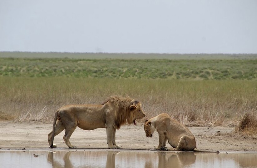 1-Day Tarangire & Ngorongoro Combo Safari