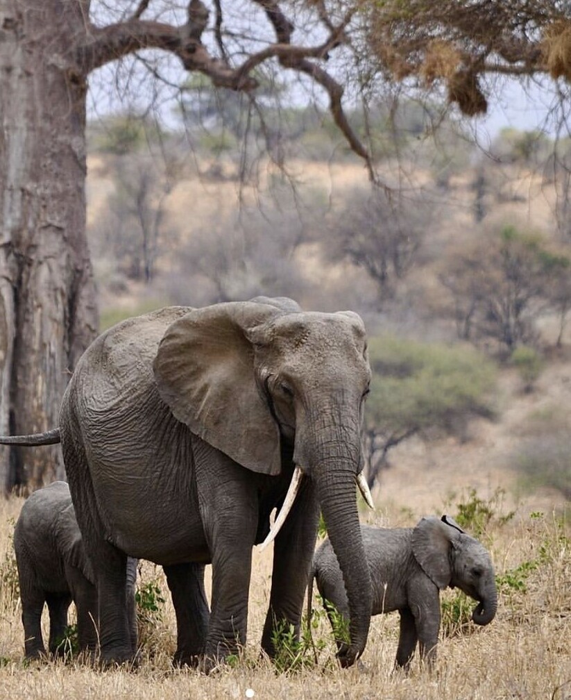 1-Day Tarangire Wildlife Safari