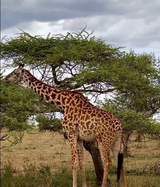10-Day Ultimate Tanzania Wildlife & Cultural Experience