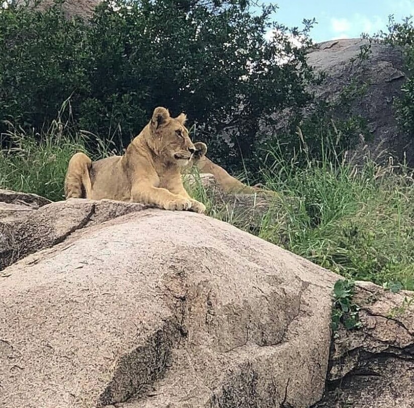 2-Day Ruaha & Selous (Nyerere National Park) Adventure