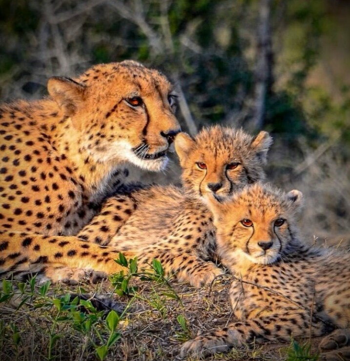 2-Day Tarangire & Lake Manyara Wildlife Safari