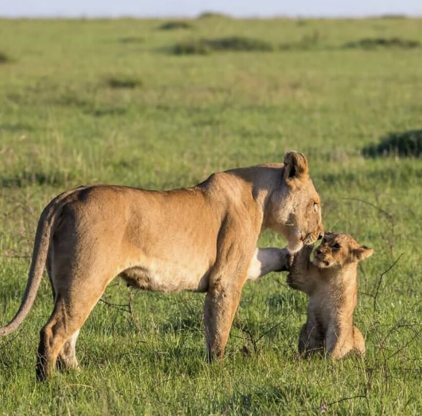 2-Day Tarangire & Ngorongoro Crater Safariexpert guides