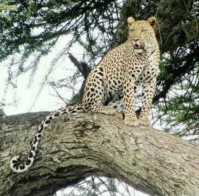 3-Day Lake Manyara & Serengeti Wildlife Safari