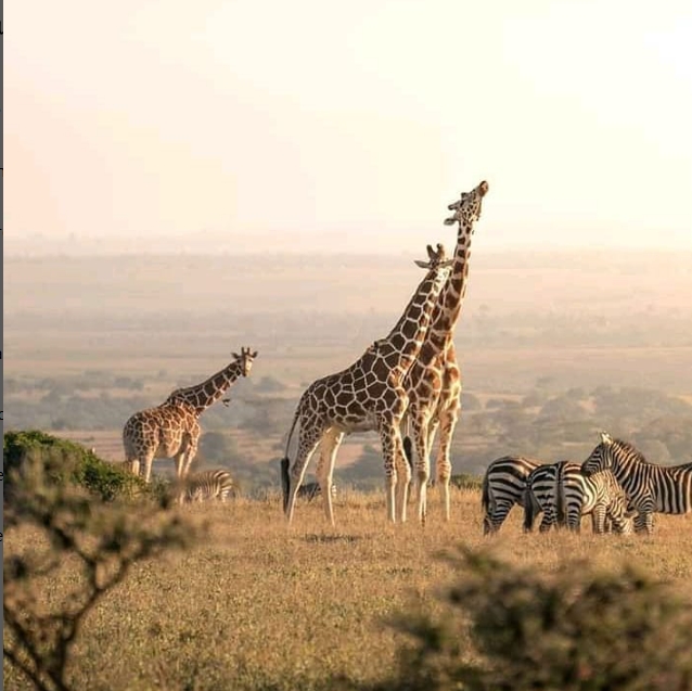 Mikumi & Udzungwa Safari: 3-Day Tanzania Wildlife & Hiking Adventure