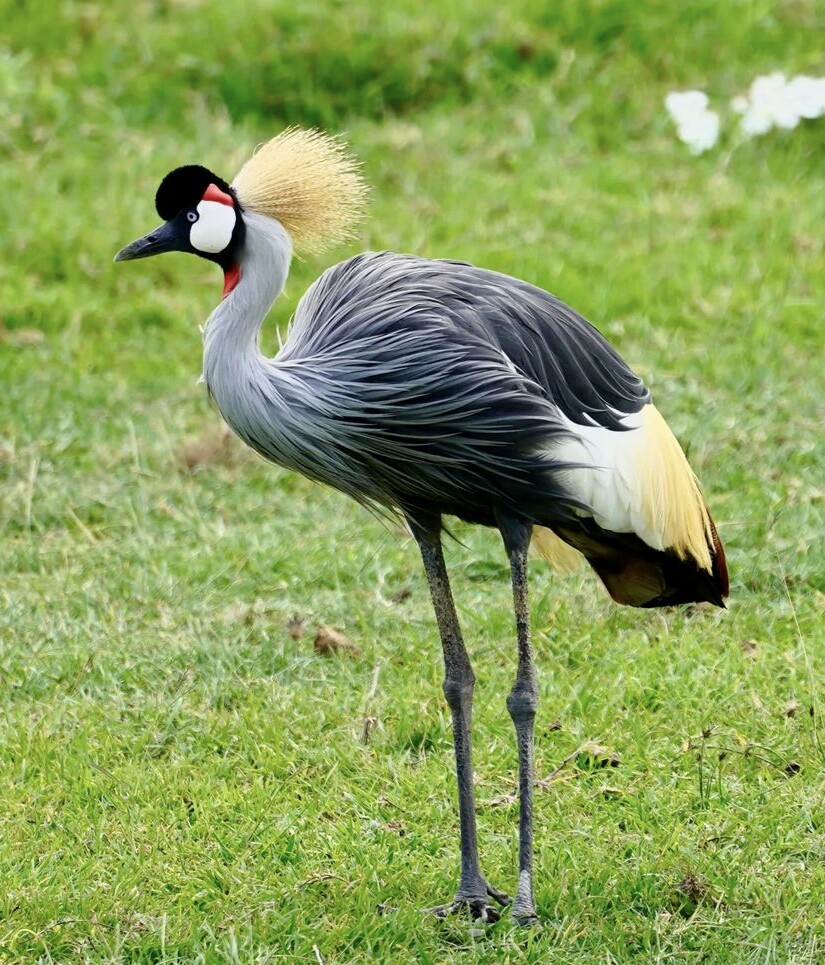 Ngorongoro & Tarangire Safari Exploration