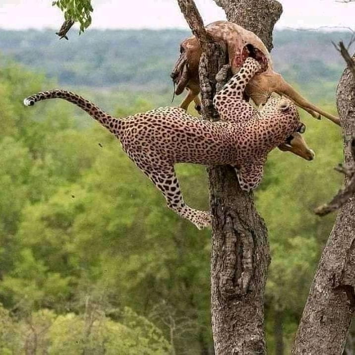 3-Day Ruaha National Park Safari