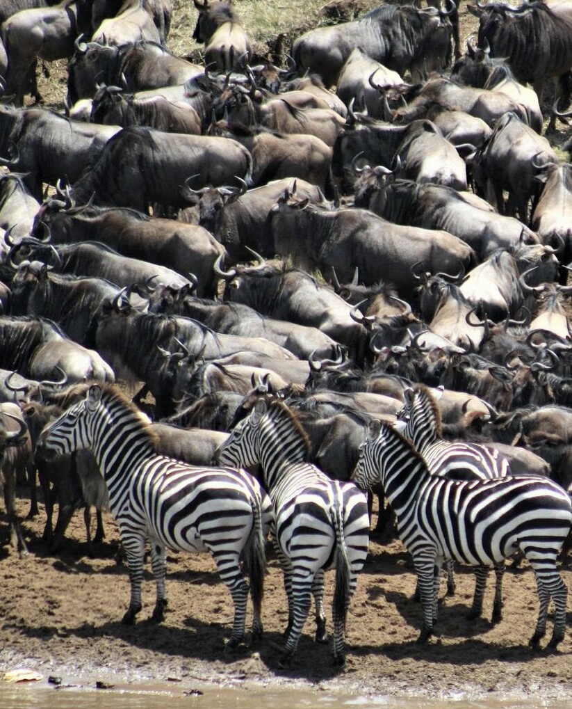 Serengeti Wildlife Safari Experience