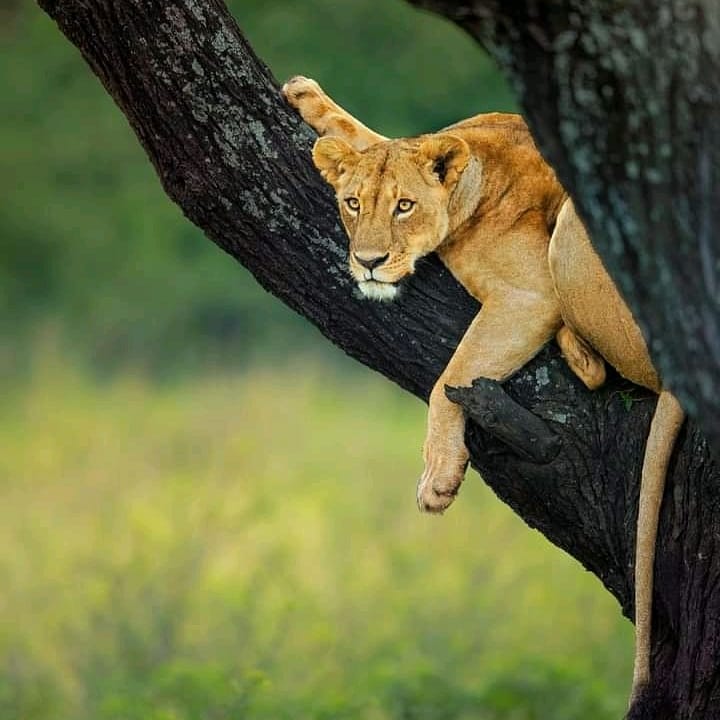 Best Selous & Ruaha National Park Safari