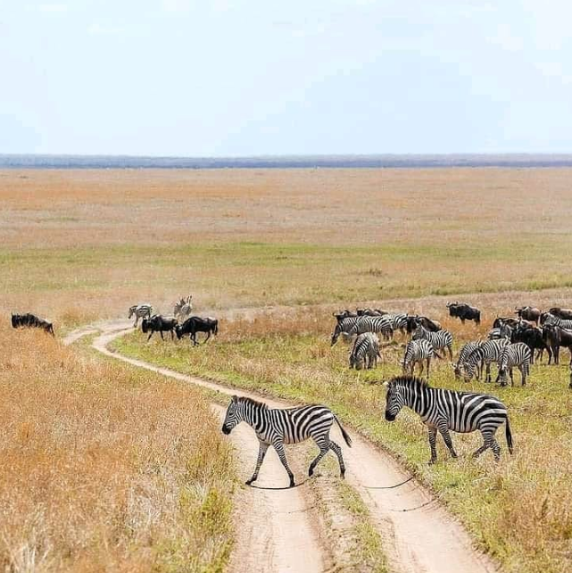 4-Day Tarangire, Lake Manyara & Ngorongoro Wildlife Safari