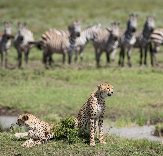 5-Day Ultimate Wildlife Experience: Serengeti, Ngorongoro & Selous