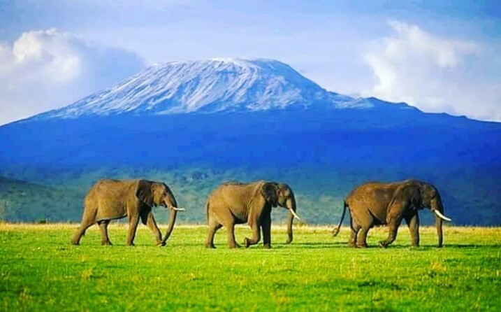 Kilimanjaro Adventure with Tanzania Safari