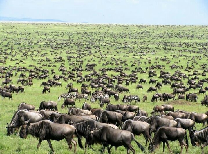 Great  Wildebeest Migration Safari
