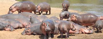 Katavi National Park Adventure
