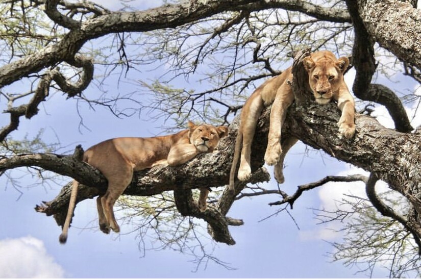 Lake Manyara National Park Wildlife Safari