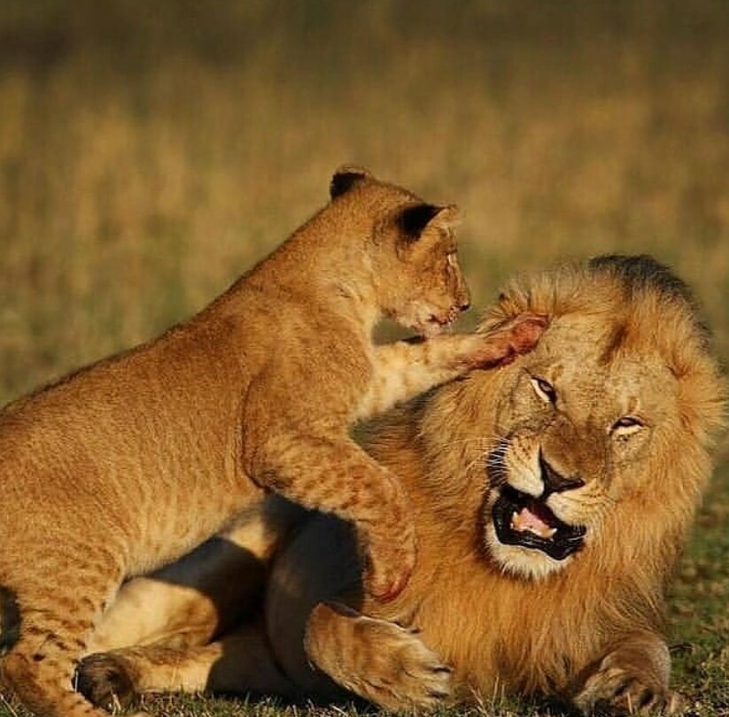 Mikumi National Park Wildlife Safari
