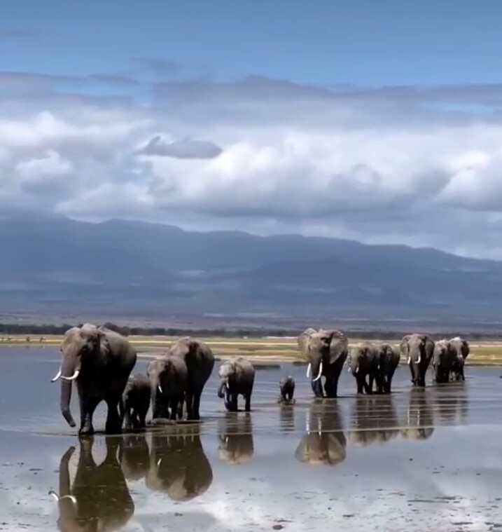 Ngorongoro Crater Widlife Safari in Tanzania