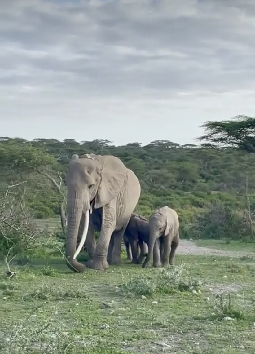 Ruaha National Park Wildlife Safari in Tanzania