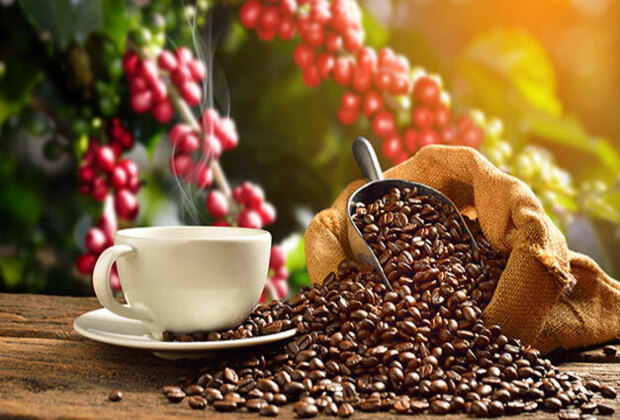 Coffee Tours in Arusha