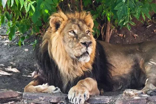 Tanzania Sharing Safaris 