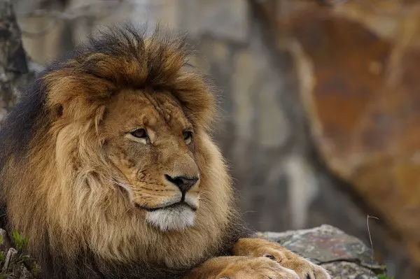 Ultimate Tanzania Safari with Macpace