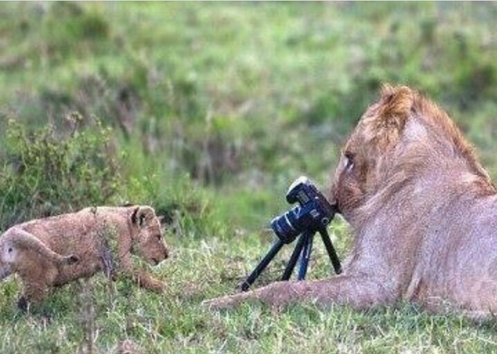 Wildlife experience with Macpace